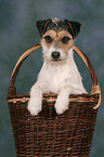 Parson Russell Terrier Portrait