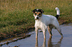 dreckiger Parson Russell Terrier