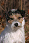 Parson Russell Terrier Portrait