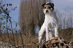 stehender Parson Russell Terrier