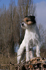 stehender Parson Russell Terrier