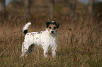 stehender Parson Russell Terrier