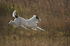 springender Parson Russell Terrier