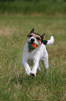 spielender Parson Russell Terrier