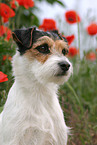 Parson Russell Terrier Portrait