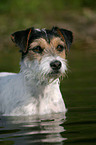 badender Parson Russell Terrier