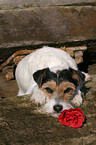 Parson Russell Terrier mit Rose