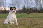 sitzender Parson Russell Terrier