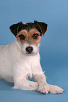 liegender Parson Russell Terrier