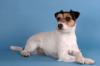 liegender Parson Russell Terrier