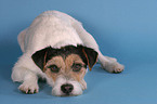 liegender Parson Russell Terrier