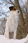 sitzender Parson Russell Terrier