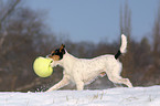 spielender Parson Russell Terrier