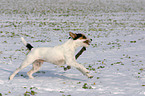 rennender Parson Russell Terrier