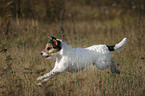 rennender Parson Russell Terrier