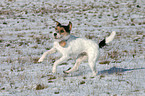 rennender Parson Russell Terrier