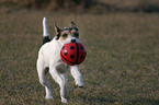 spielender Parson Russell Terrier