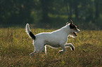 rennender Parson Russell Terrier