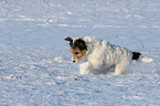 rennender Parson Russell Terrier