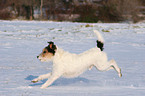 rennender Parson Russell Terrier