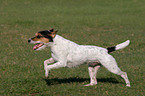 rennender Parson Russell Terrier