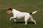 rennender Parson Russell Terrier