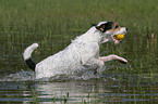 rennender Parson Russell Terrier