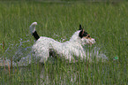 rennender Parson Russell Terrier