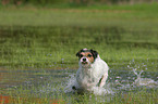 Parson Russell Terrier im Wasser