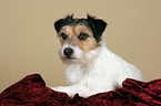 liegender Parson Russell Terrier