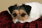 liegender Parson Russell Terrier