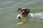 schwimmender Parson Russell Terrier