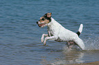 rennender Parson Russell Terrier