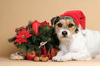 Parson Russell Terrier als Weihnachtsmann