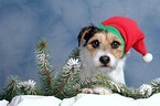 Parson Russell Terrier als Weihnachtsmann