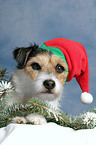 Parson Russell Terrier als Weihnachtsmann