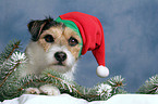 Parson Russell Terrier als Weihnachtsmann