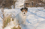 Parson Russell Terrier im Schnee