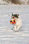 Parson Russell Terrier spielt mit Ball im Schnee