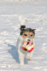 Parson Russell Terrier spielt mit Ball im Schnee