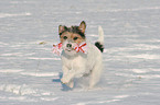 Parson Russell Terrier im Schnee