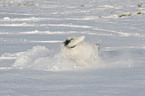 Parson Russell Terrier im Schnee