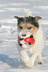 Parson Russell Terrier spielt mit Ball im Schnee