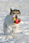 Parson Russell Terrier spielt mit Ball im Schnee