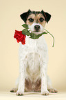 Parson Russell Terrier mit Rose im Maul