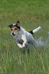 rennender Parson Russell Terrier