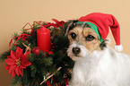 Parson Russell Terrier als Weihnachtsmann