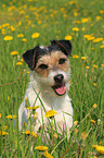 Parson Russell Terrier auf Blumenwiese