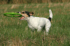 spielender Parson Russell Terrier