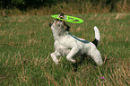 spielender Parson Russell Terrier